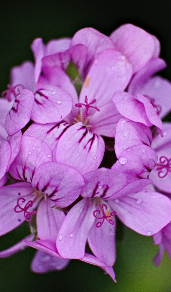 Розовые цветы в каплях росы крупным планом