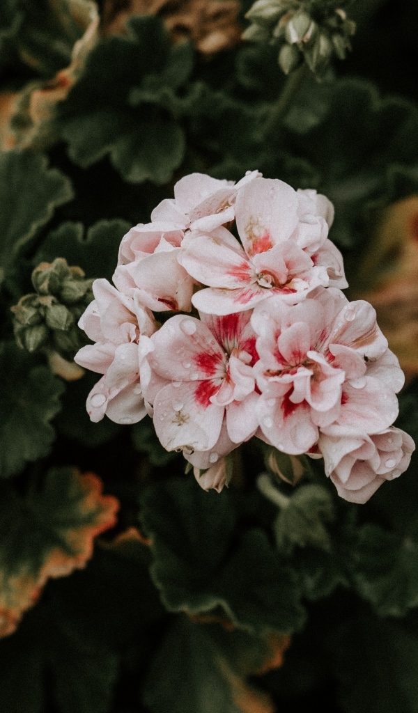 Розовые цветы комнатной герани