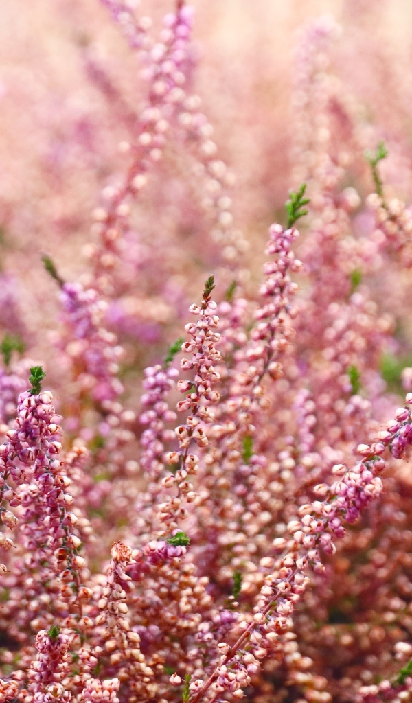 Розовые цветы полевого вереска