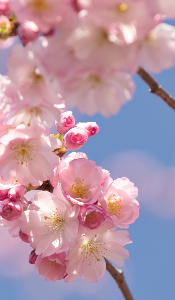 Розовые цветы на ветке на фоне голубого неба весной