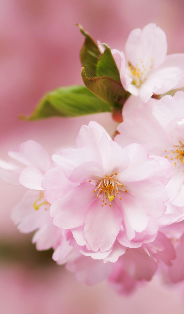 Розовые цветы на ветке с зелеными листьями весной