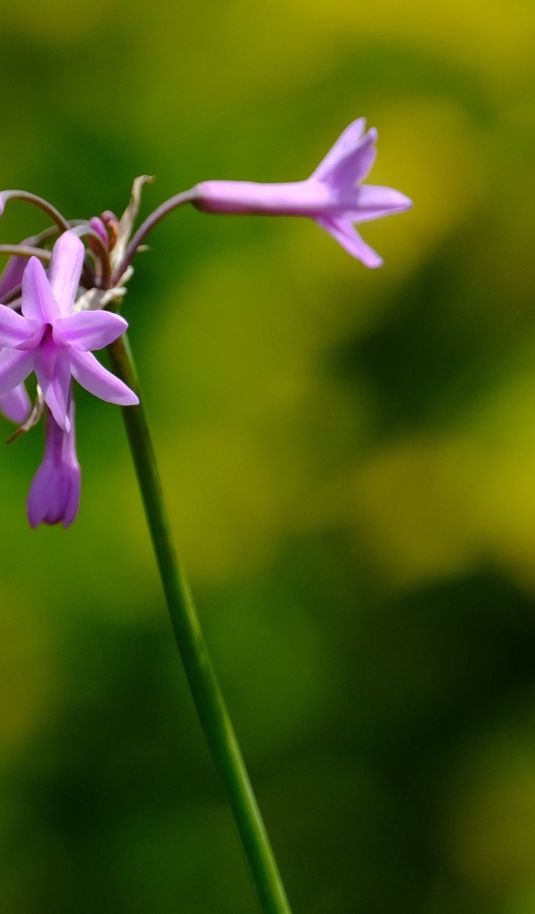 Розовые цветы на ветке растения крупным планом