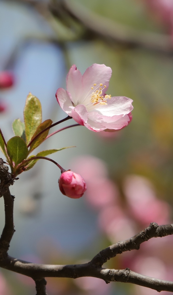 Розовые цветы на ожившем весеннем дереве