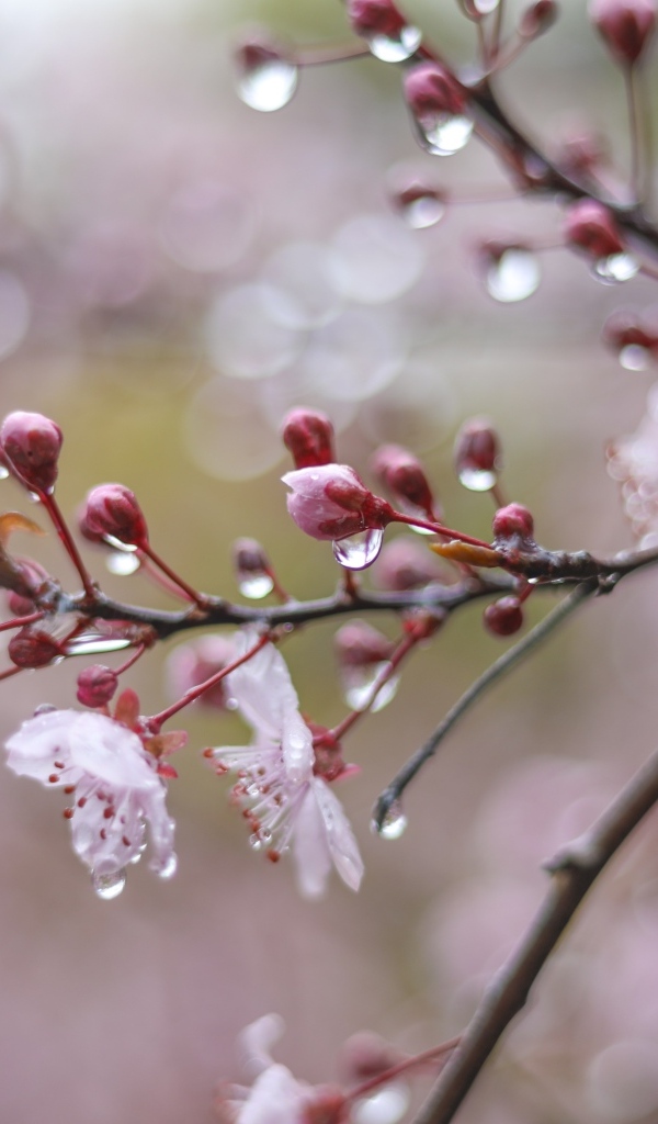 Розовые цветы на ветке дерева в каплях дождя весной