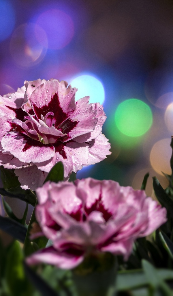 Розовые садовые гвоздики в лучах солнца