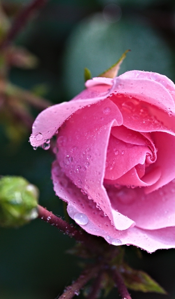 Розовая садовая роза с бутонами в каплях воды
