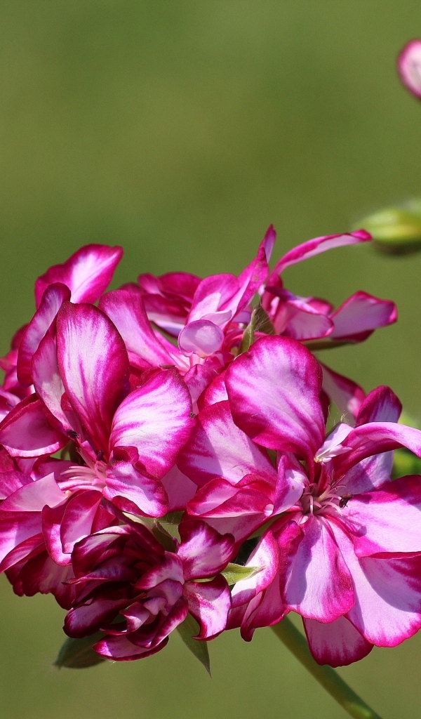 Розовые цветы герани крупным планом