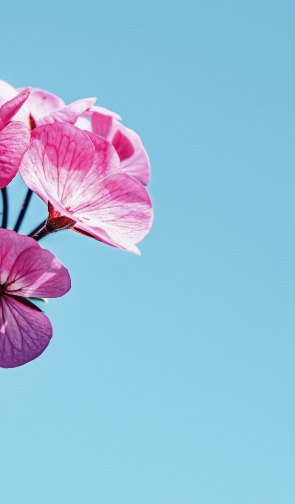 Розовые цветы герани на голубом фоне