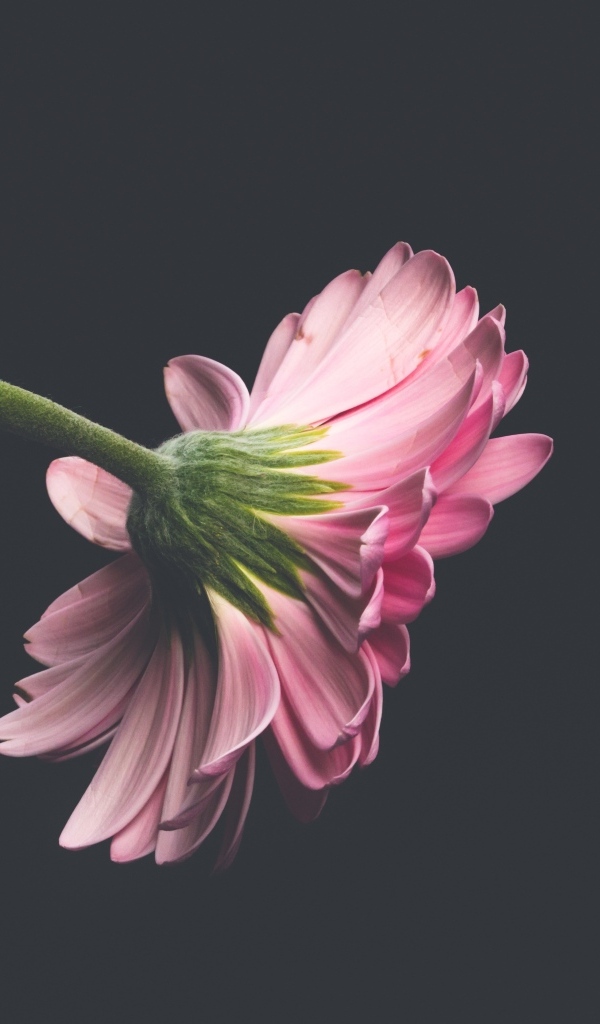 Розовый цветок герберы на сером фоне