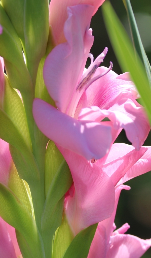 Розовые гладиолусы  с зелеными листьями крупным планом