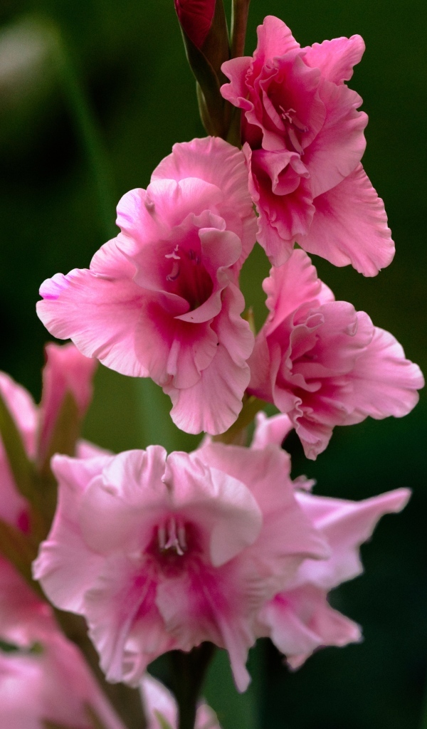 Розовые цветы гладиолуса крупным планом