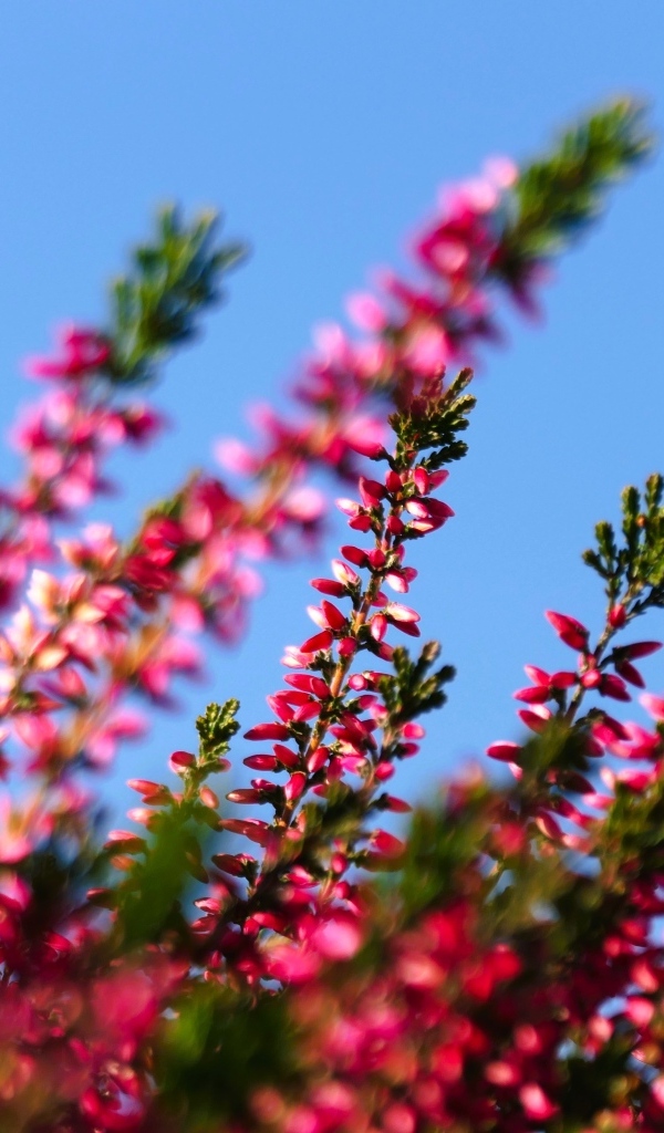 Розовый вереск на фоне голубого неба