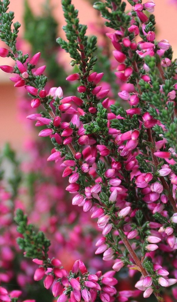 Розовые цветы вереска крупным планом