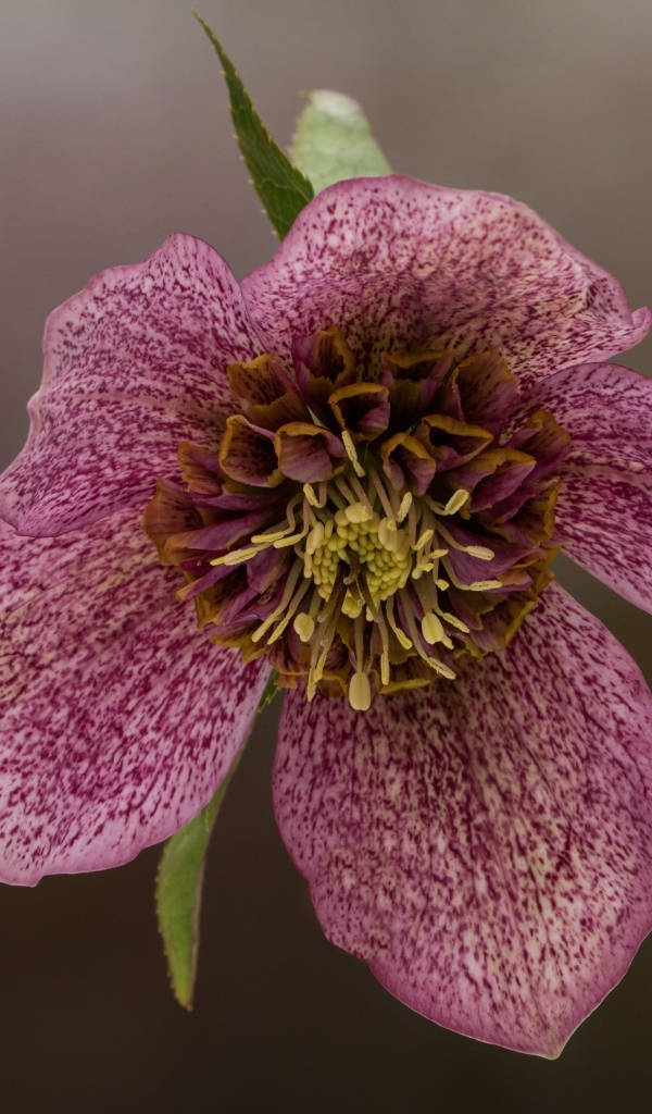 Розовый цветок морозника крупным планом