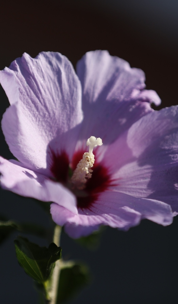 Розовый цветок гибискуса крупным планом