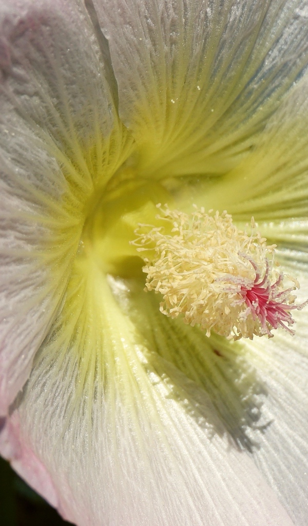 Розовый цветок гибискуса крупным планом