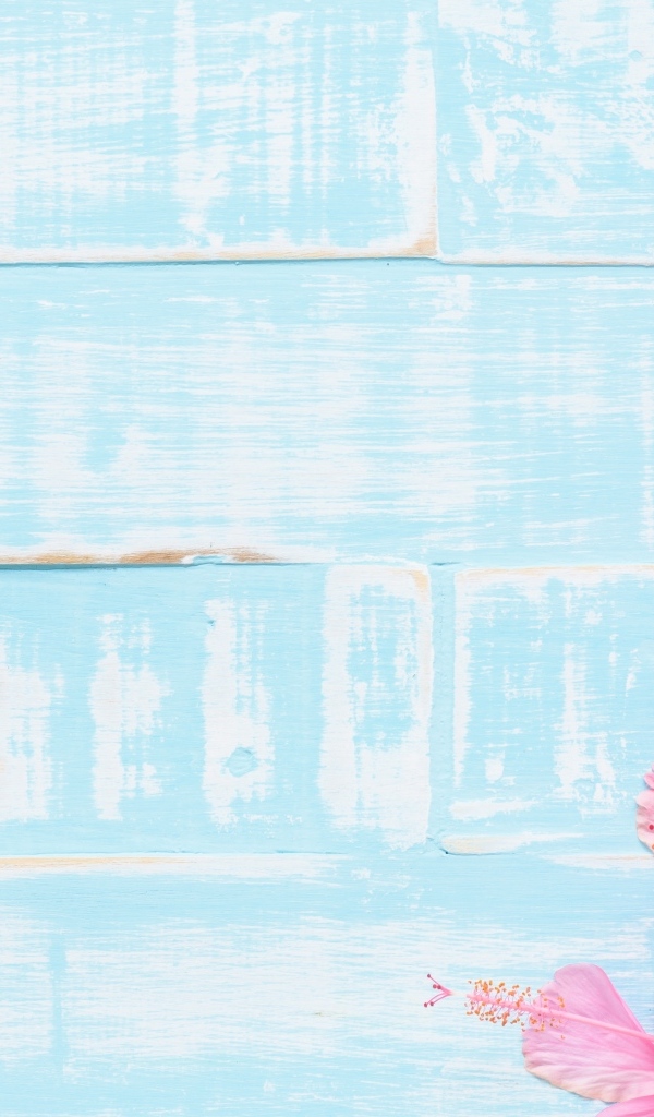 Розовые цветы гибискуса на голубом фоне