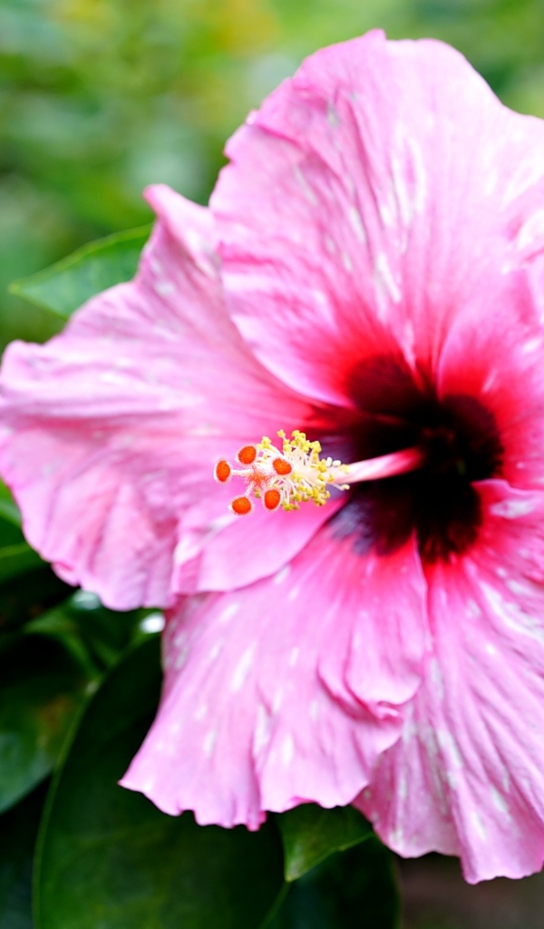 Розовый гибискус с зелеными листьями крупным планом