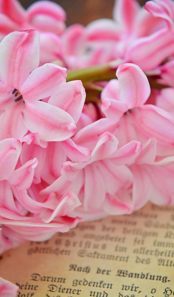 Розовый цветок гиацинта лежит на книге