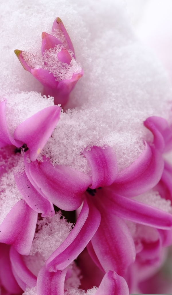 Розовые цветы гиацинта в снегу