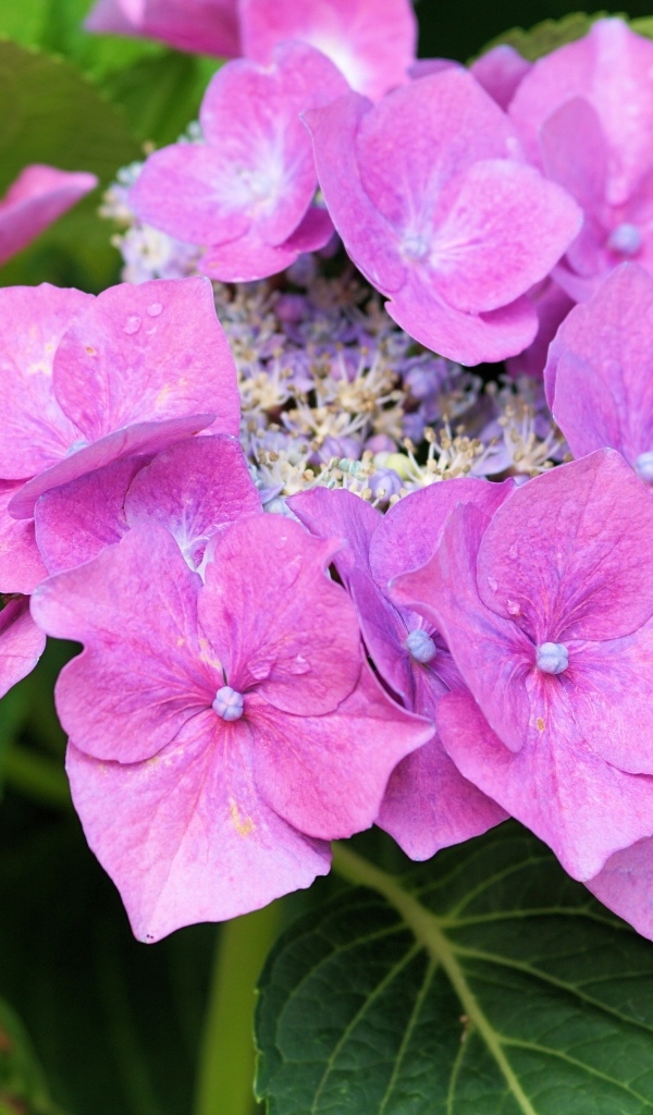 Цветы розовой гортензии распускаются в саду