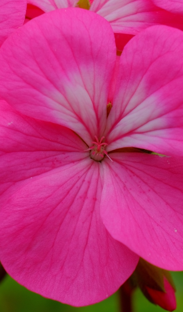 Розовые комнатные цветы пеларгония