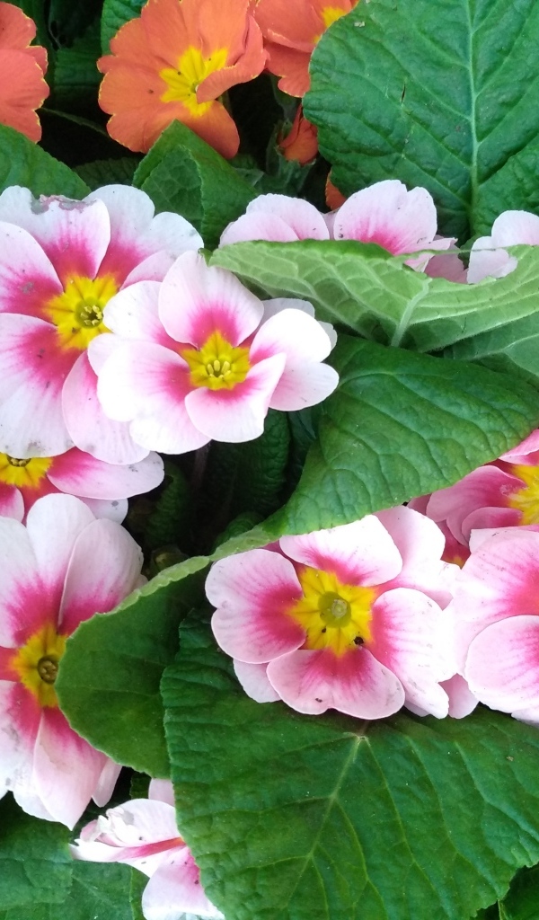 Розовый комнатный цветок примула с зелеными листьями