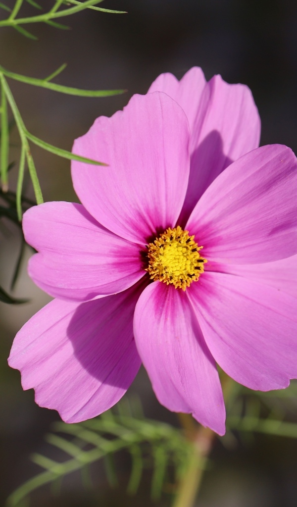 Розовый цветок космея крупным планом