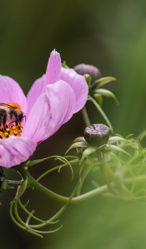 Розовый цветок космея с пчелой