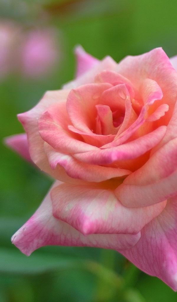 Розовая крупная роза на зеленом фоне