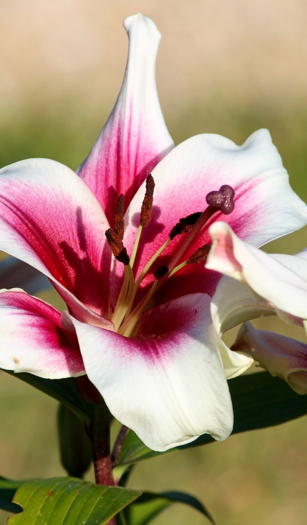 Розовые лилии в саду в лучах солнца