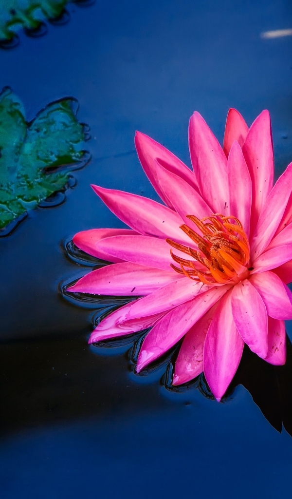 Розовый цветок лилии в воде 