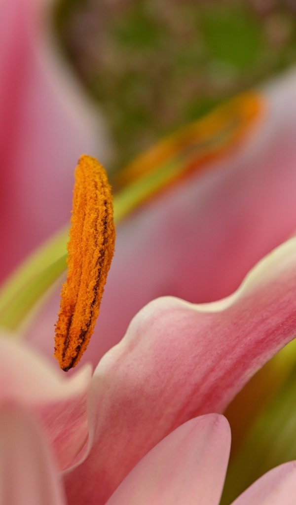 Розовая лилия с крупными  тычинками