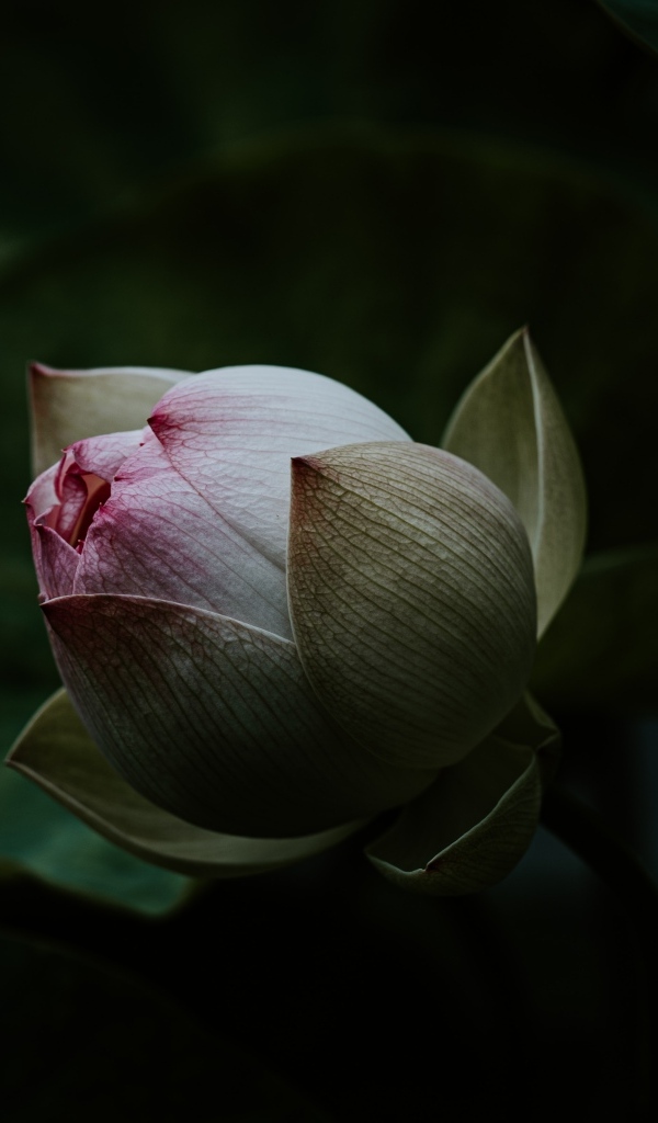 Бутон розового цветка лотоса крупным планом