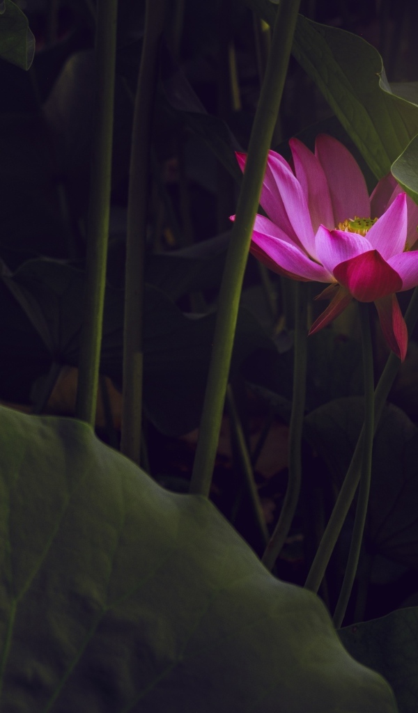 Розовый цветок лотоса спрятан в листьях