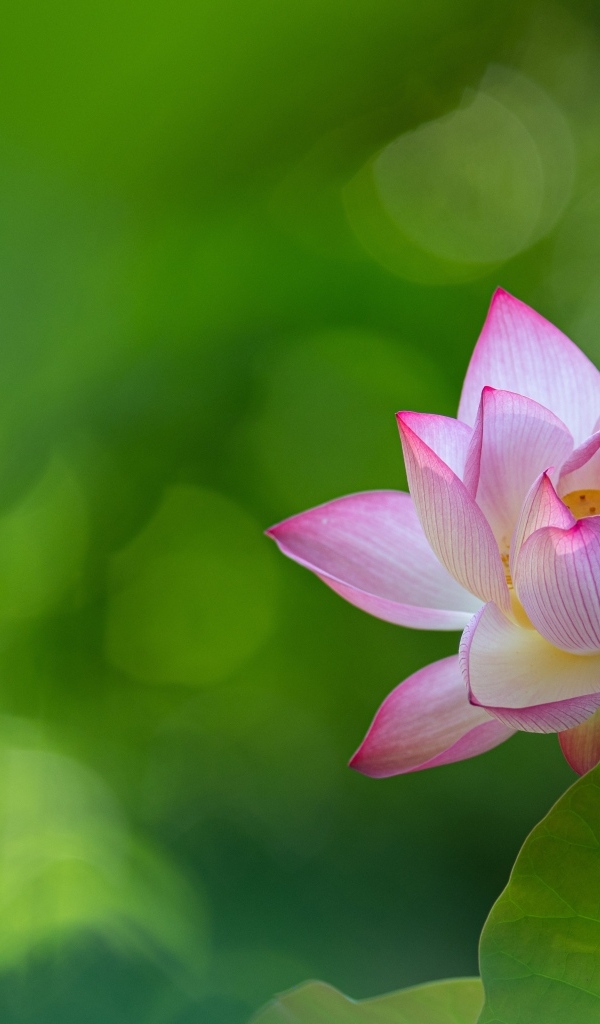 Розовый цветок лотоса на зеленом фоне