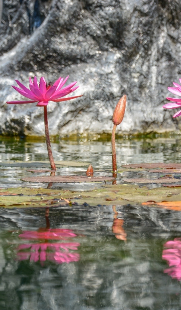 Розовые цветы лотоса отражаются в воде