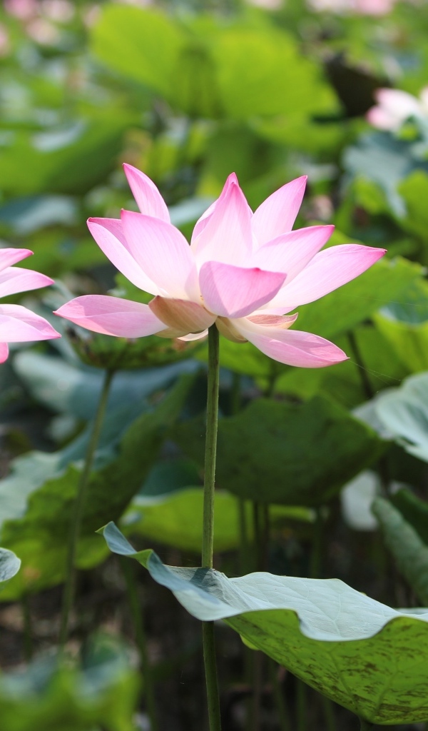 Розовые цветы лотоса с большими зелеными листьями в пруду