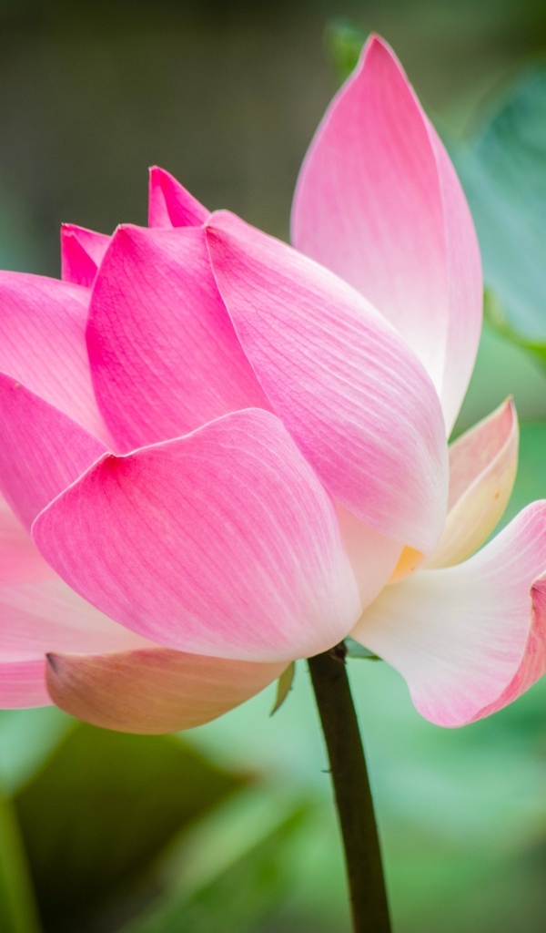 Розовый лотос с зелеными листьями