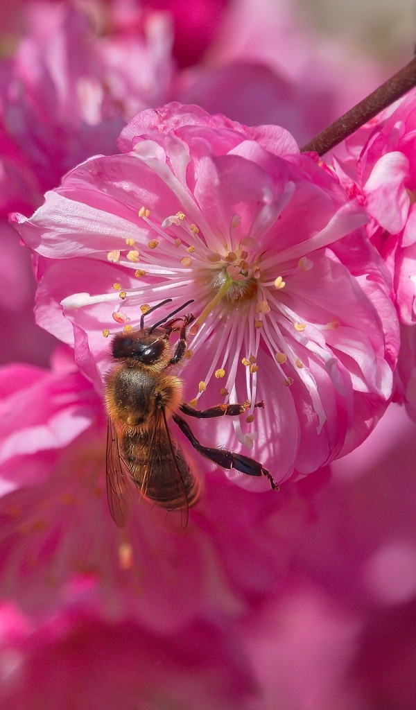 Розовый цветок луизеания с пчелой
