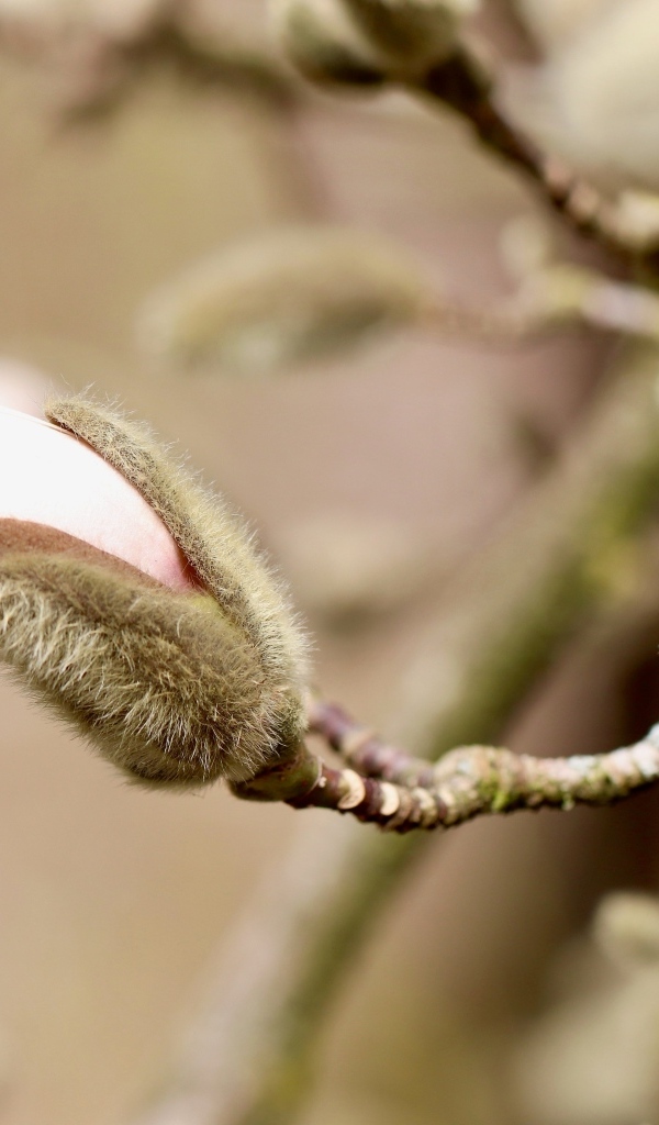Розовый цветок магнолии распускается на ветке