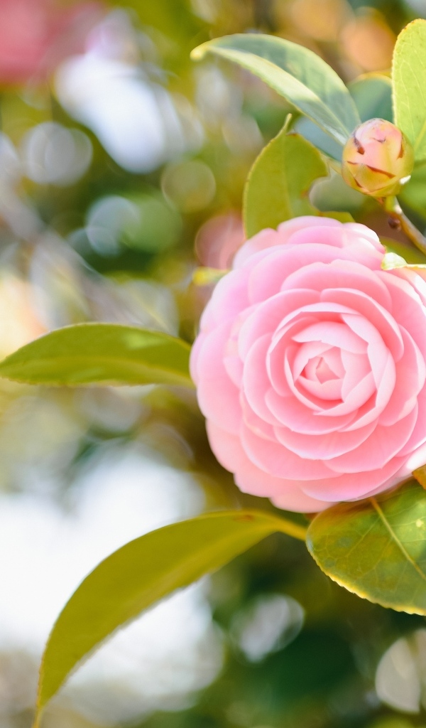 Розовый  цветок магнолии с зелеными листьями 