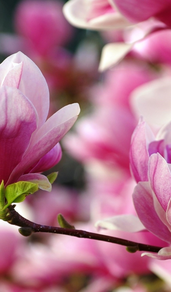 Розовые цветы  магнолии на ветке