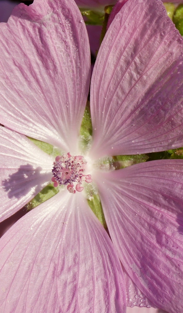 Розовый цветок мальва крупным планом