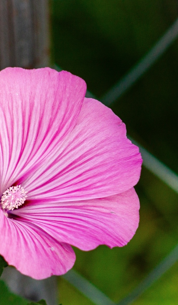 Розовый цветок мальва растет у забора