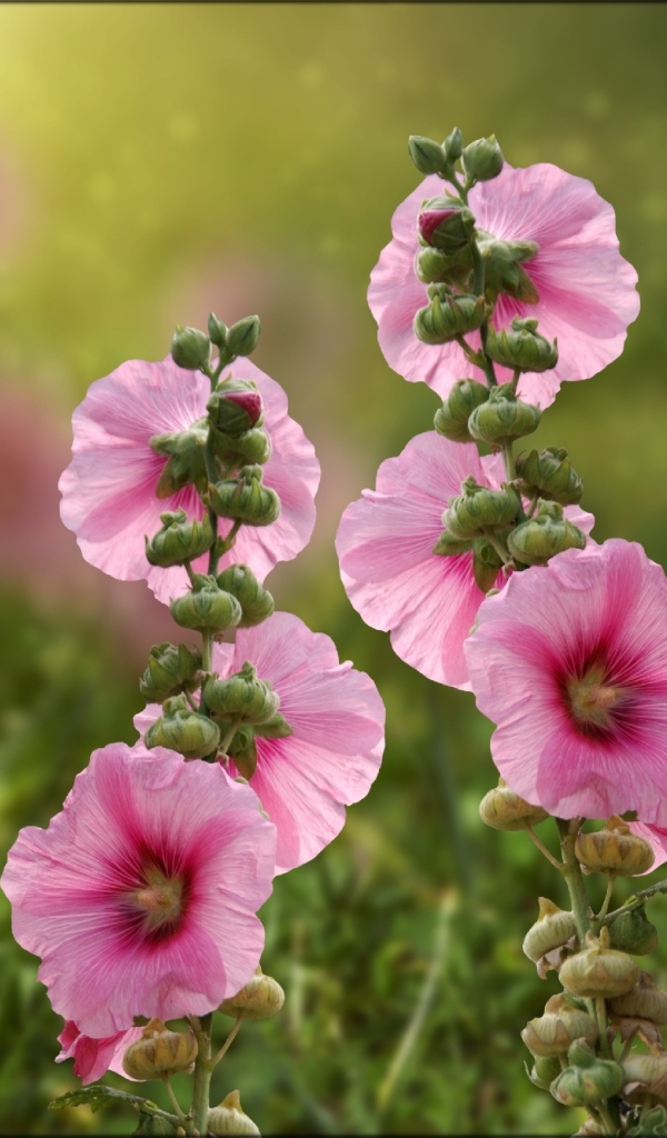 Розовые мальвы в лучах летнего солнца