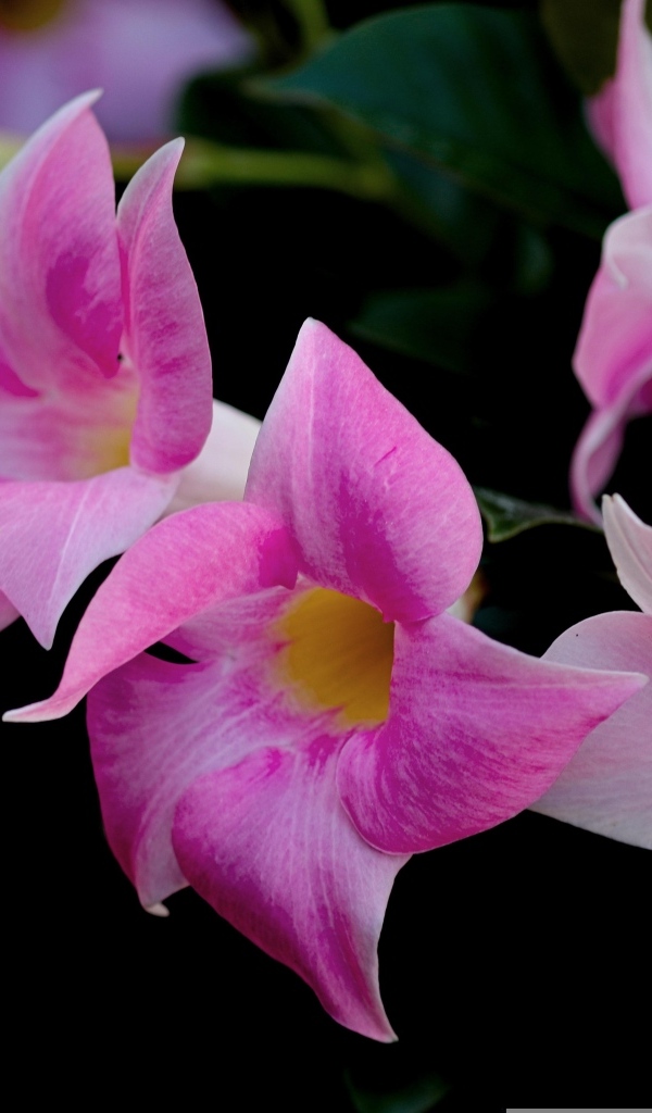 Розовые цветы мандевилла на черном фоне