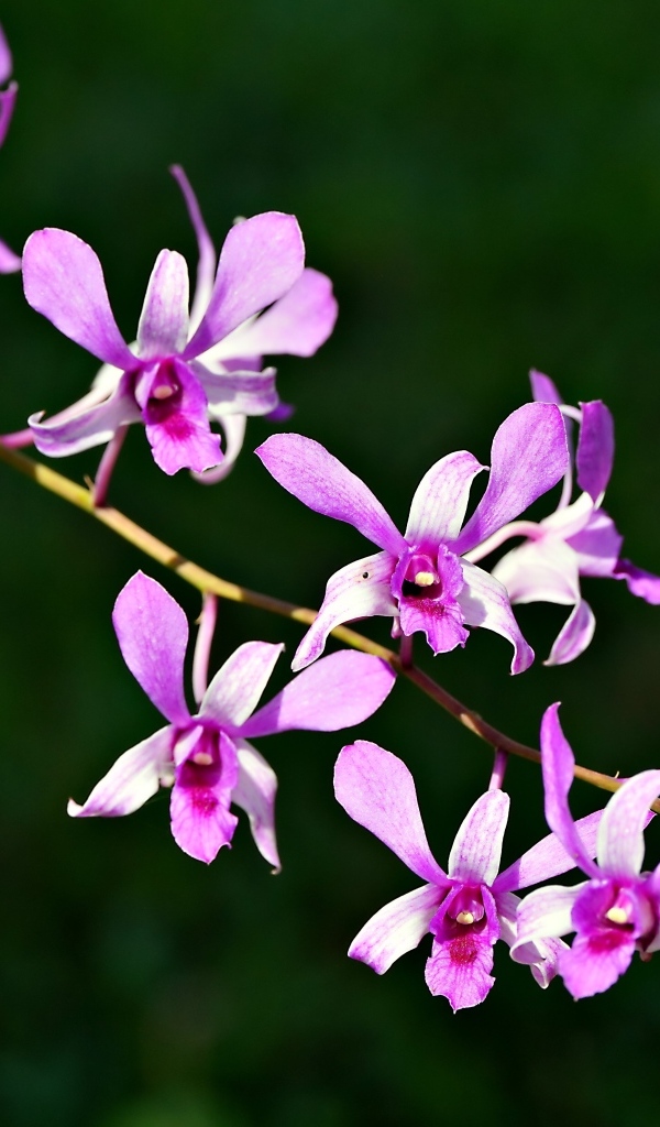 Розовые цветы орхидеи на ветке крупным планом