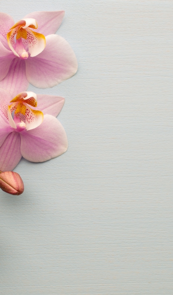 Розовые цветы орхидеи с бутонами на сером фоне