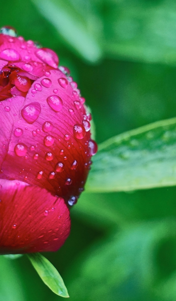 Бутон розового пиона в каплях дождя